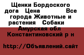 Щенки Бордоского дога › Цена ­ 60 000 - Все города Животные и растения » Собаки   . Амурская обл.,Константиновский р-н